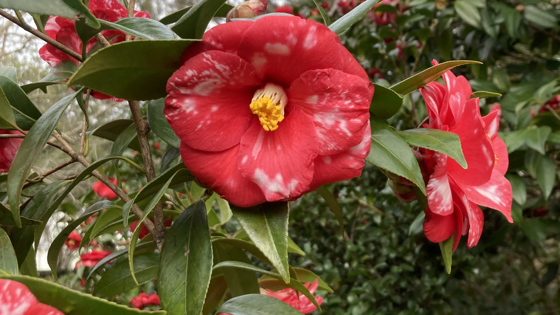 red with white spots flowers
